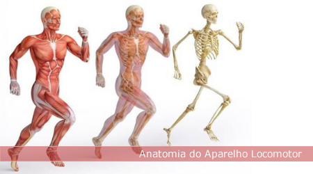 UCE207_ANATOMIA DO APARELHO LOCOMOTOR