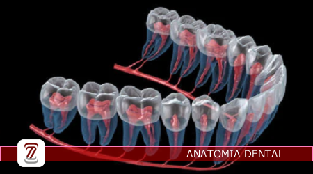 TEC.20222.66.01 - Anatomia Dental